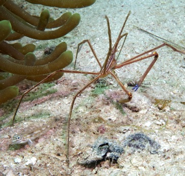 Arrowhead Crab